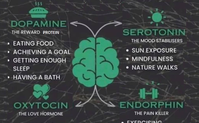 Happiness Proteins (neurotransmitters and hormones) Dopamine, Serotonin, Oxytocin and Endorphin
