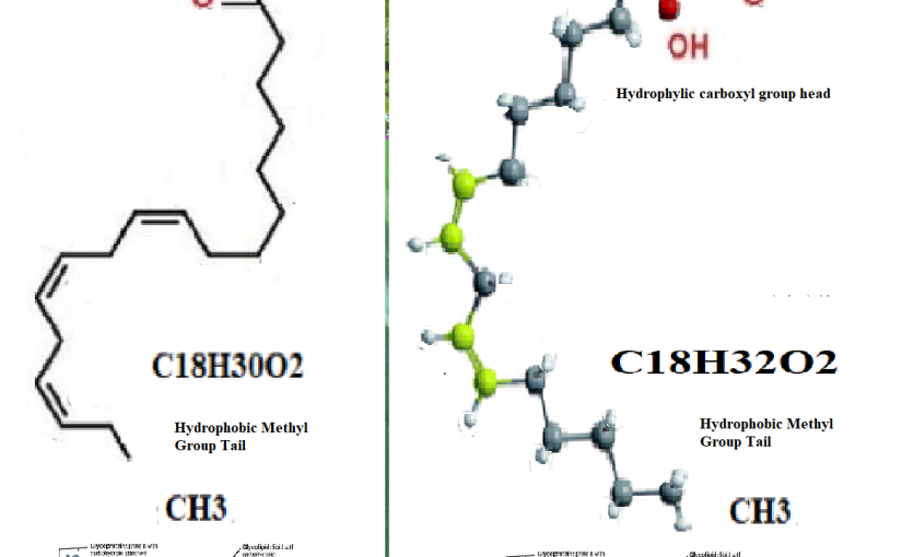Linoleic-Acid and Alpha-Linolenic-Acid explained